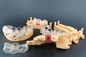 Alta velocidade Biocompatible de For Dental Medical da impressora automática da resina 3D