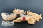 5 impressão de For Dental Clinics da impressora da resina do tela táctil 3D da opinião da polegada HD multi